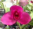 Lycaste Yi Ying Sakura 129 x deppei